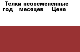 Телки неосемененные, 1год. 5месяцев. › Цена ­ 35 000 - Краснодарский край, Кореновский р-н Животные и растения » Другие животные   